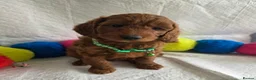 Irish Doodle dogs for sale: 👑Finest Quality Deepest Red Irish Doodles👑 - Advert 6