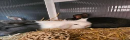 Mixed Breed rabbits for sale: 4x rabbits, hutch, covers, pen in Preston - Advert 10