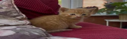 Mixed Breed cats for sale: Stunning Sheba female kitten - Advert 17