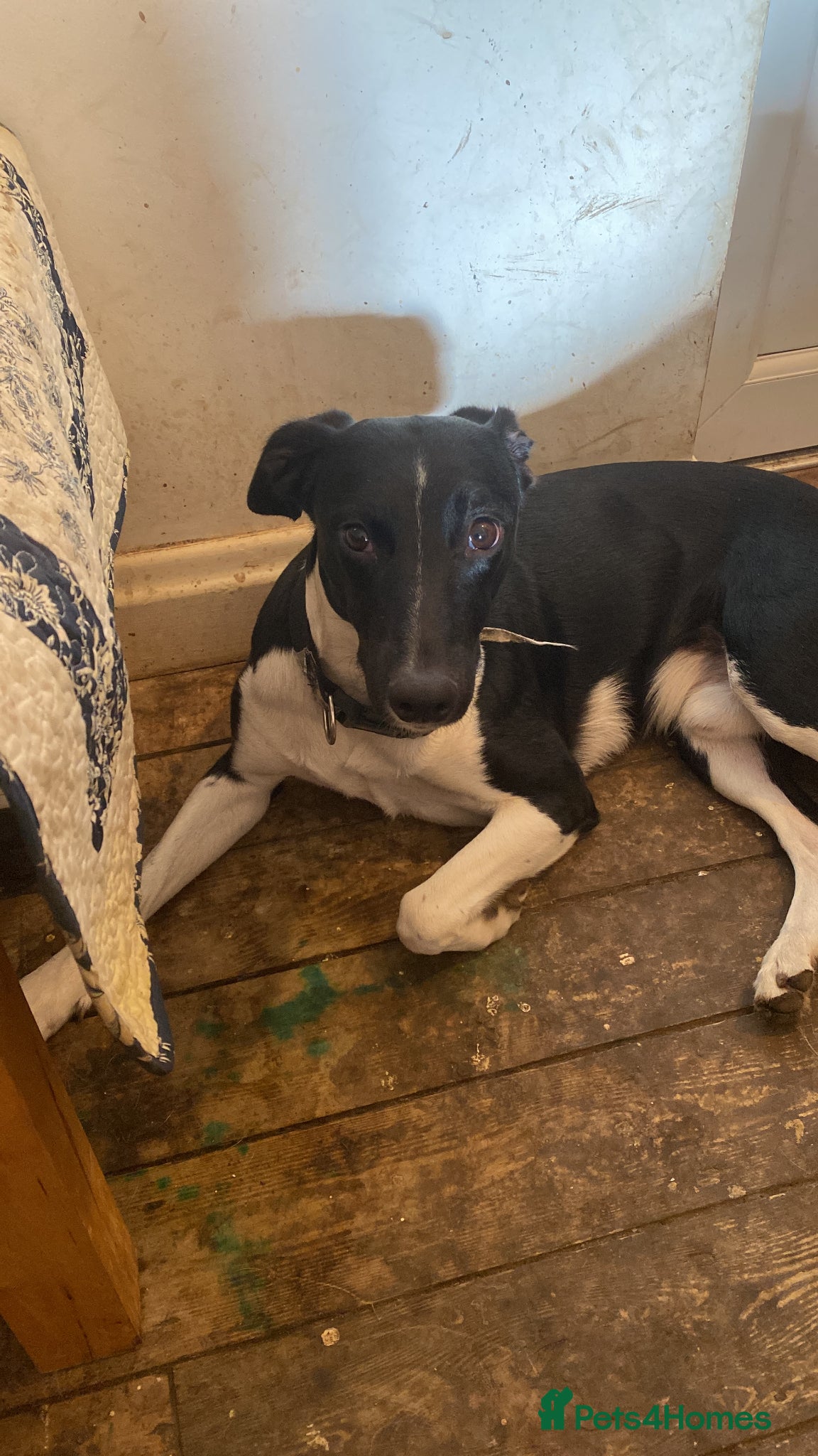 Mixed Breed dogs for sale: Loving home wanted. - Advert 4