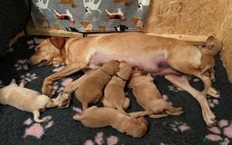 Labrador Retriever dogs for sale: KC Registered Labrador Puppies - Image 3