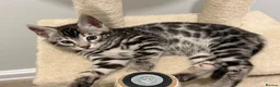Bengal cats for sale:     🏆 Champion-Bred Silver Bengal Kitten - Advert 5