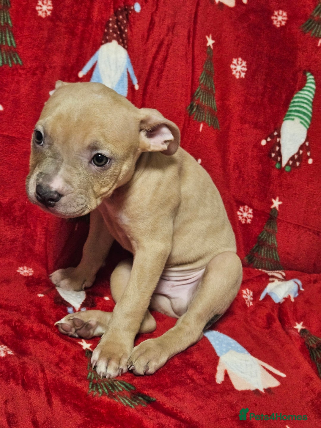 American Bully dogs for sale:  litter of AmericanBully(ABKC)  Standart/Pocket - Advert 13