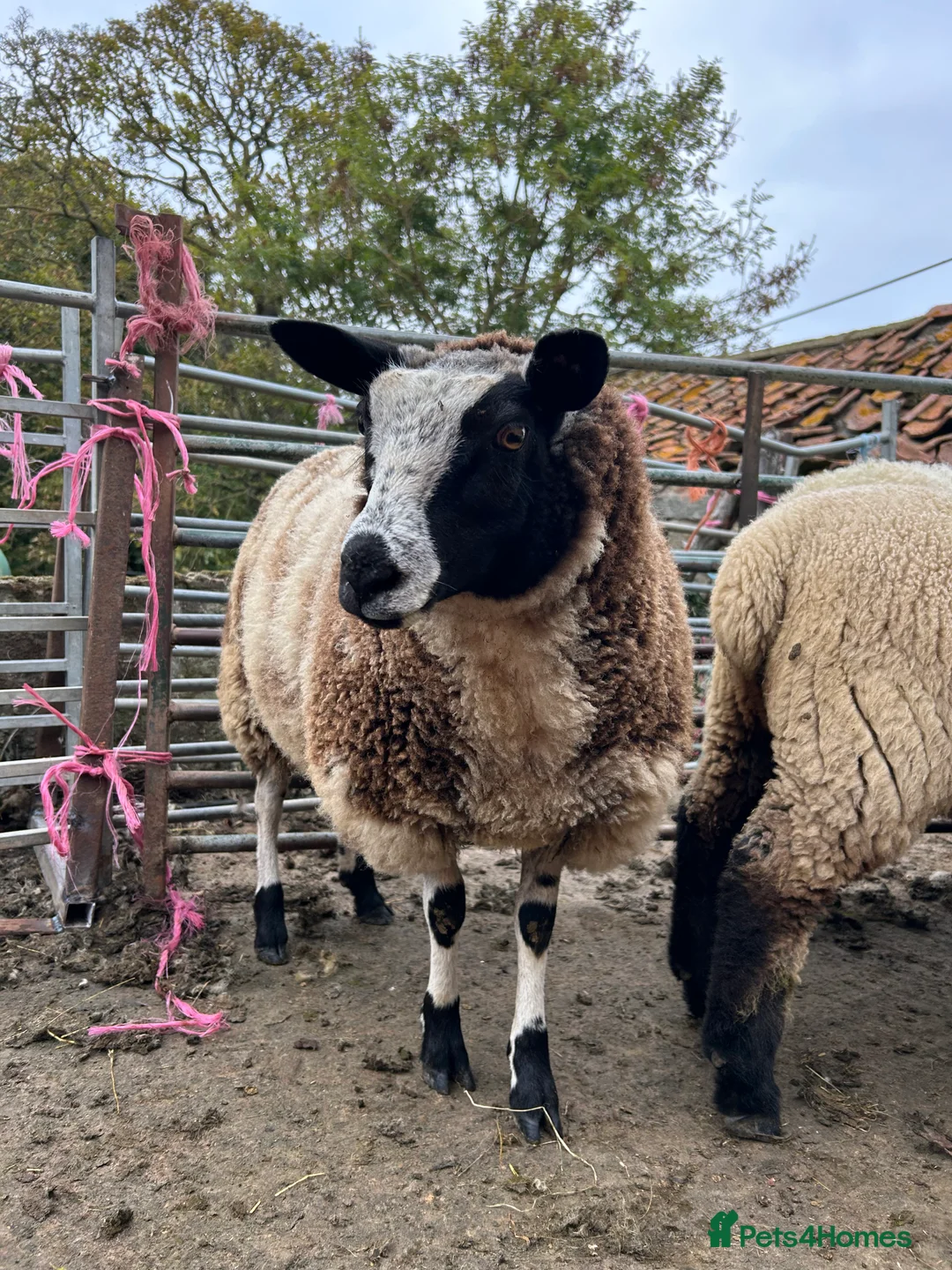 Sheep livestock for sale: Selection of graded Dutch spotted gimmer hoggs  - Advert 10