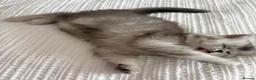 British Longhair cats for sale: Stunning British longhair x in Billingshurst - Advert 4