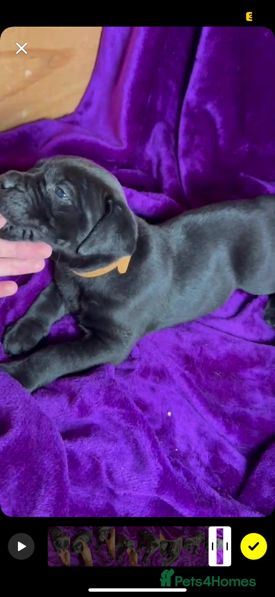 Mixed Breed dogs for sale: Cane Corso × Rottweiler/Bordeaux Puppies All Girls - Image 27