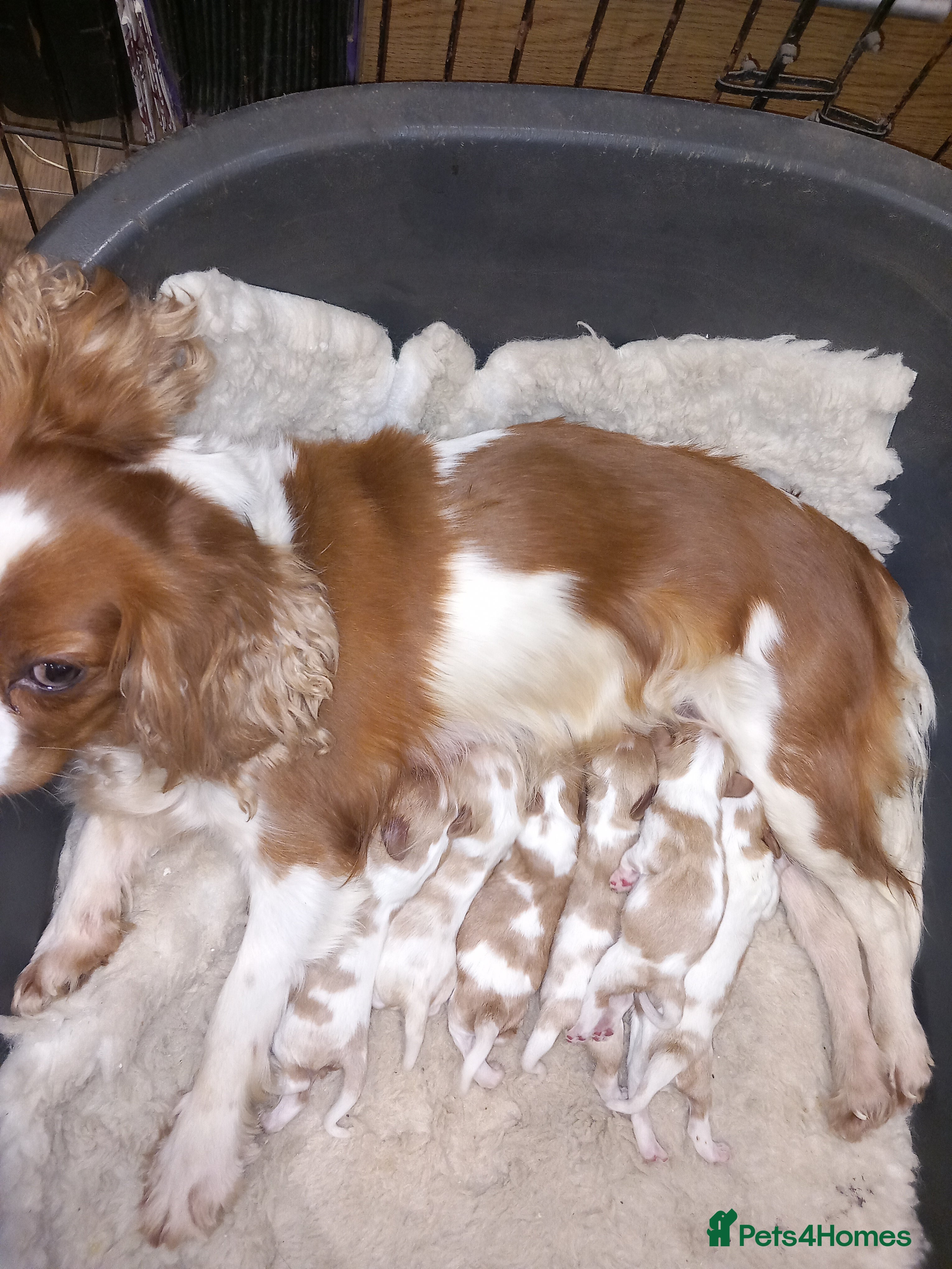 Cavalier King Charles Spaniel dogs STUNNING K.C. REG , SHOW QUALITY  in Accrington - Advert 6