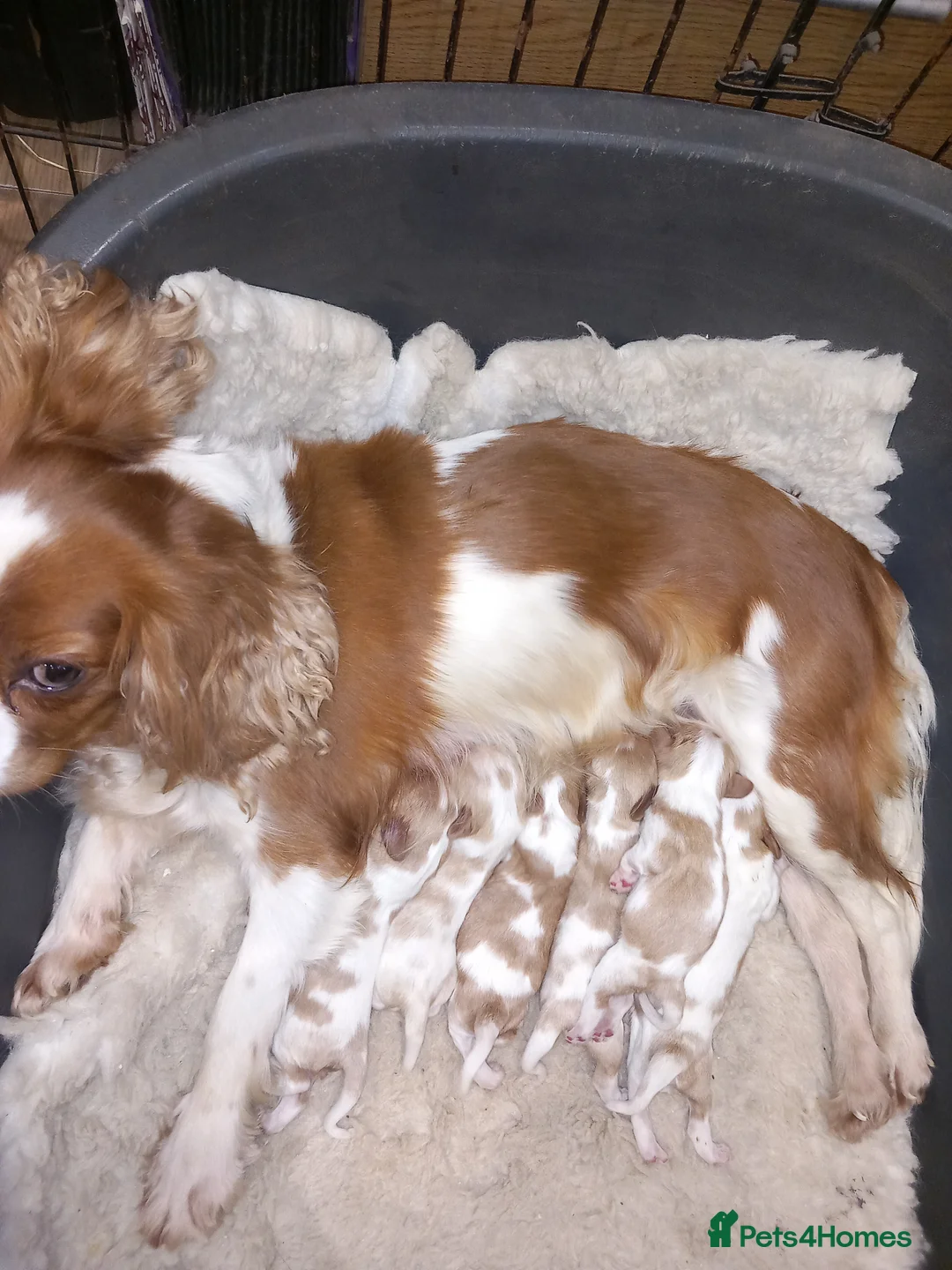 Cavalier King Charles Spaniel dogs for sale: STUNNING K.C. REG , SHOW QUALITY  - Advert 1