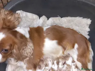 Cavalier King Charles Spaniel dogs STUNNING K.C. REG , SHOW QUALITY in Accrington - Advert 6
