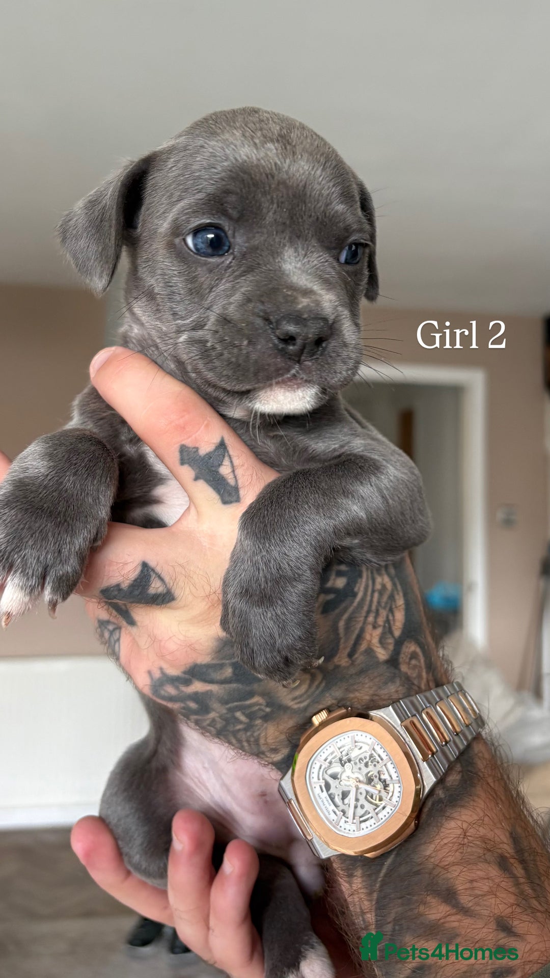 Mixed Breed dogs for sale: 11 gorgeous Staffy x Frenchie pups🤍 - Image 2