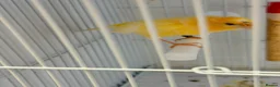 Canaries birds for sale: Breeding cananries  - Advert 4