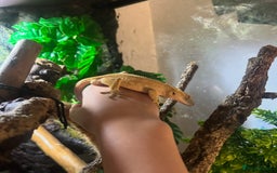 Gecko reptiles for sale: Crested gecko with enclosure  - Image 2