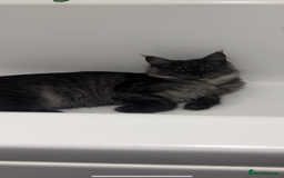 Maine Coon cats for sale: Maine Coon Kittens TICA Registered Cattery  - Image 36