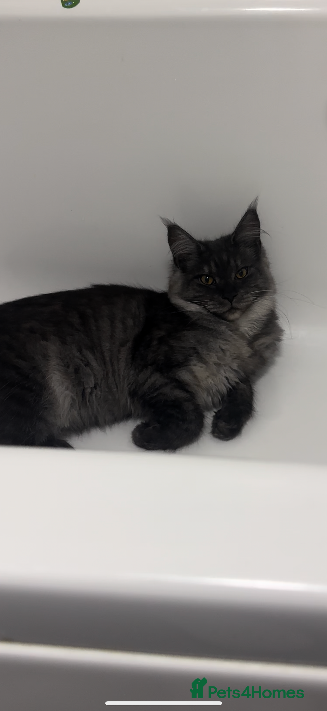 Maine Coon cats for sale: Maine Coon Kittens TICA Registered Cattery  - Image 36