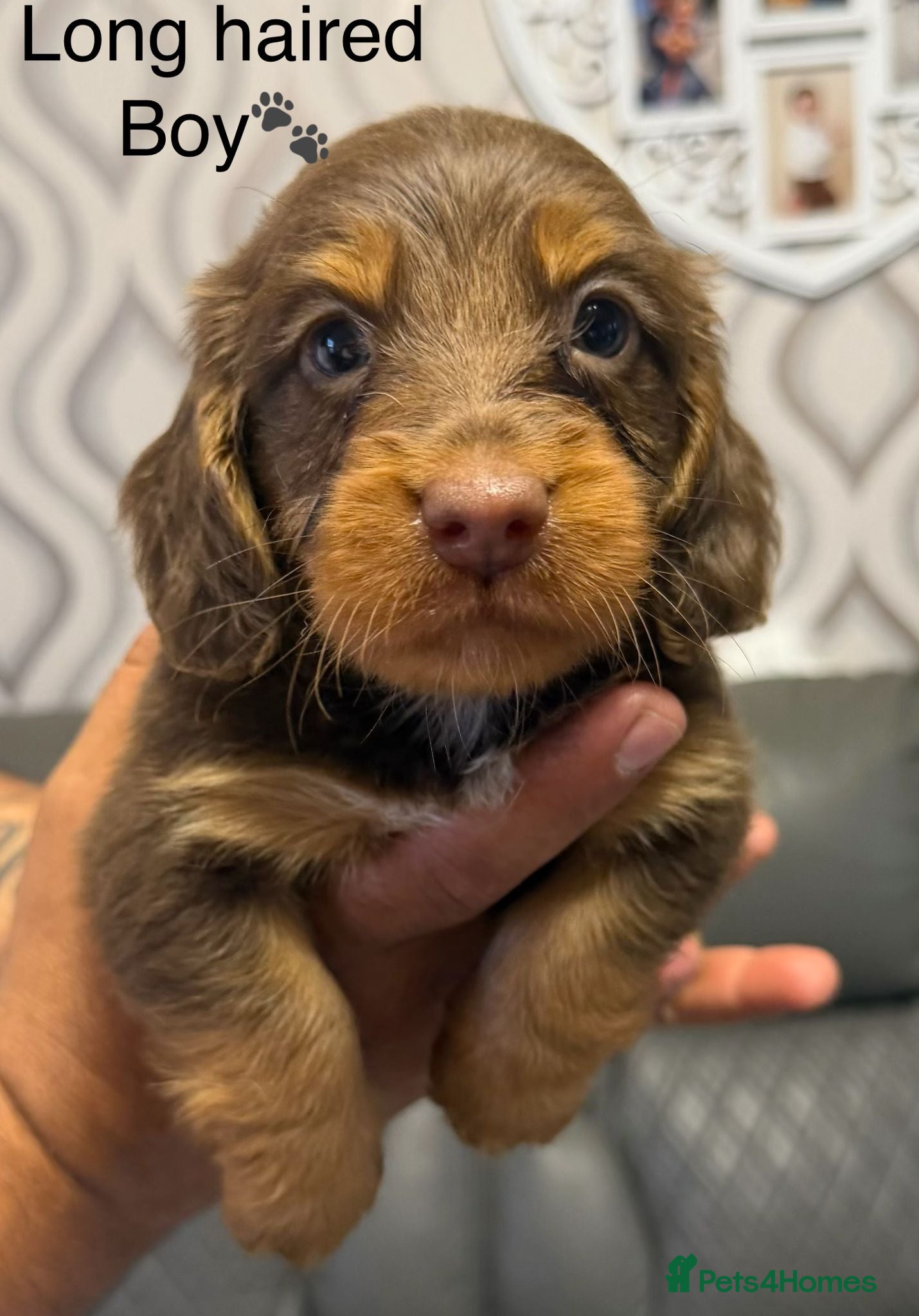 Dachshund dogs 2 Boys left‼️Ready to leave on 8th June‼️ - Advert 1