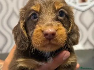 Dachshund dogs 2 Boys left‼️Ready to leave on 8th June‼️ - Advert 1