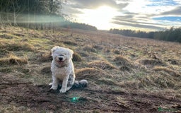 Old English Sheepdog dogs for stud: Proven KCRegistered Stunning OLD ENGLISH SHEEPDOG  in Mansfield - Image 2