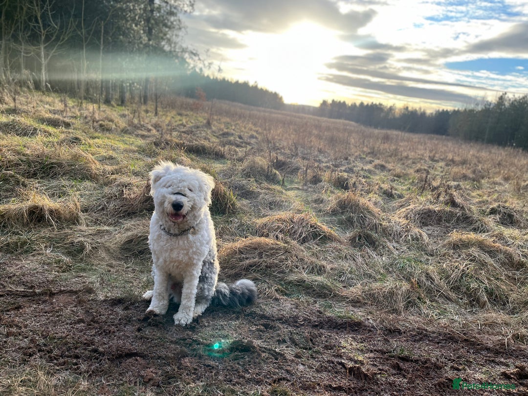 Old English Sheepdog dogs for stud: Proven KCRegistered Stunning OLD ENGLISH SHEEPDOG  in Mansfield - Image 2