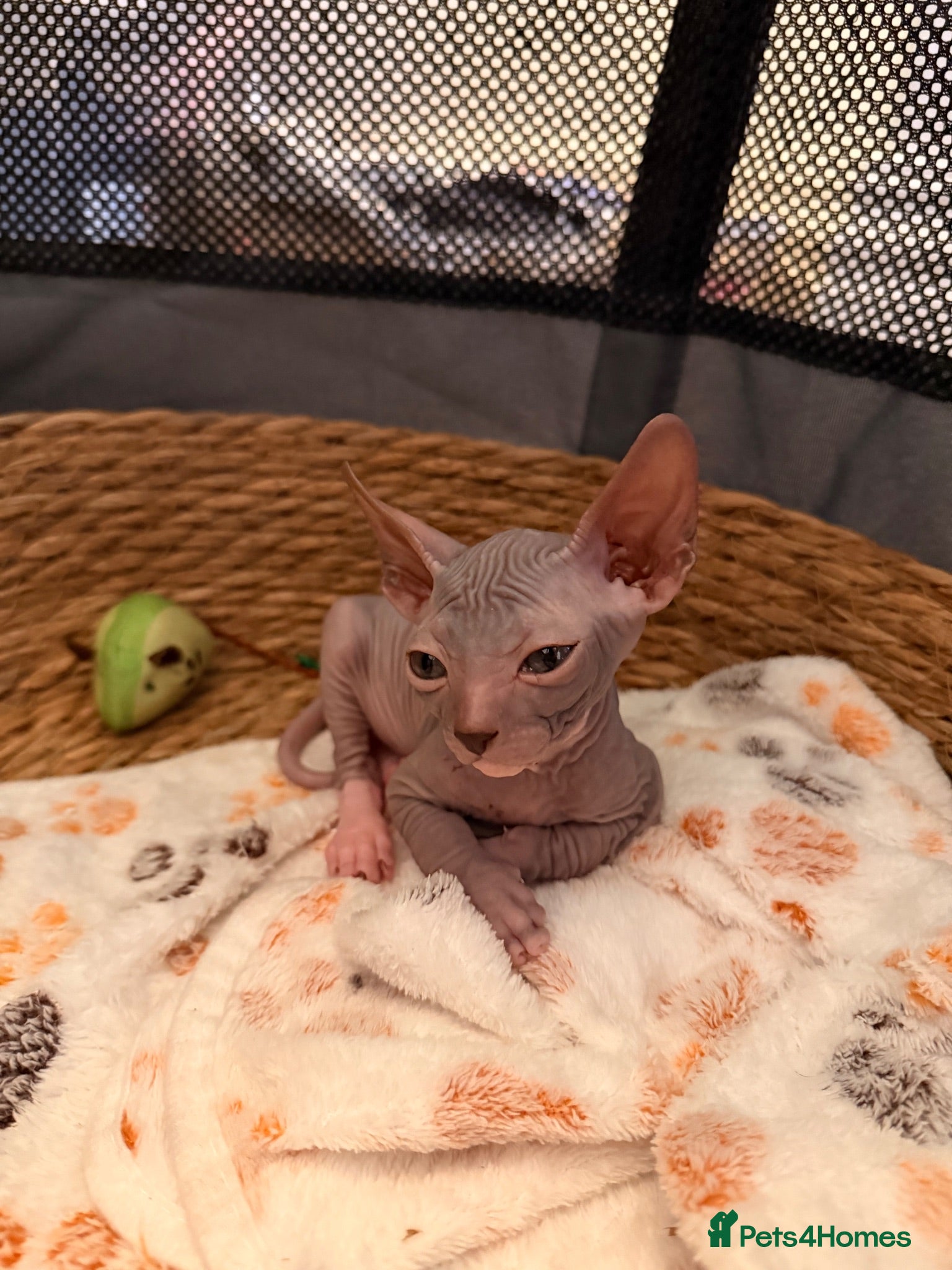Sphynx cats Beautiful Sphynx boy left 🩵💙🩵 - Advert 3