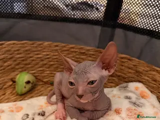 Sphynx cats Beautiful Sphynx boy left 🩵💙🩵 - Advert 3