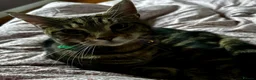 Mixed Breed cats for sale: Rehome. Loving 2yo Male Tabby - Advert 3
