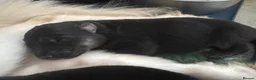 German Shepherd dogs for sale: German shepherd puppies long hair… - Advert 16