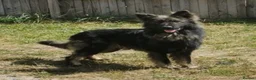 German Shepherd dogs for sale: German shepherd puppies - Advert 9