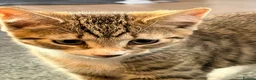 Mixed Breed cats for sale: Selling one mixed kitten in Manchester - Advert 4