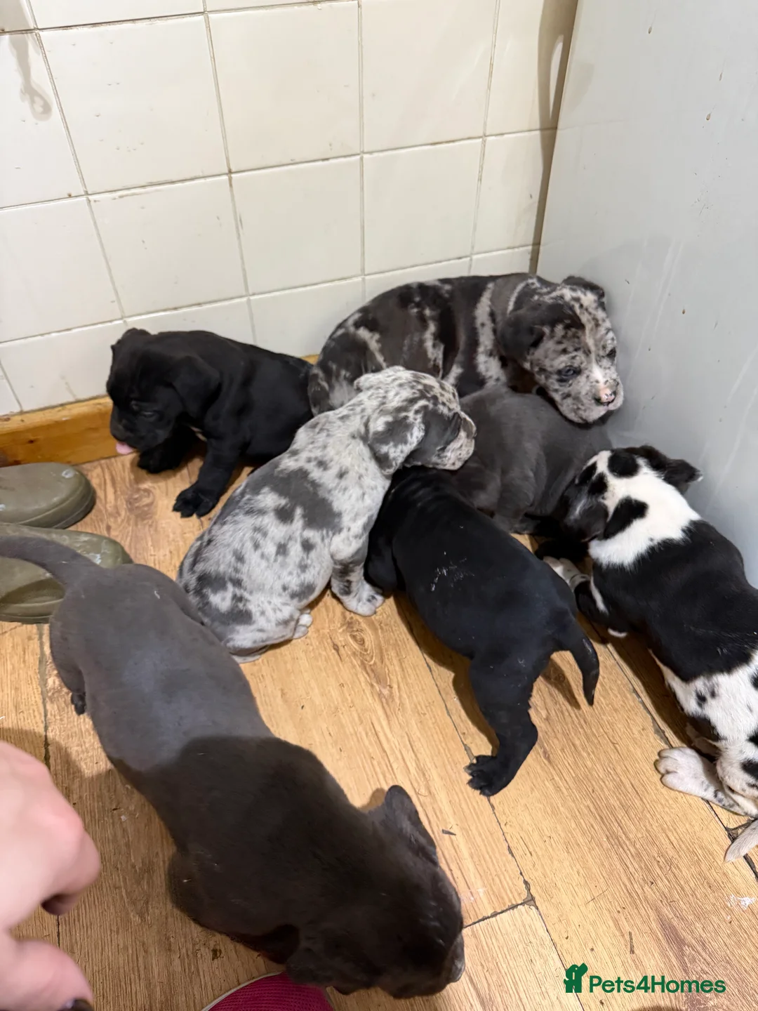 Mixed Breed dogs for sale: Cane Corso Puppies  - Advert 3