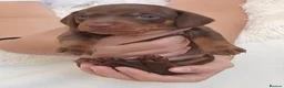 Dachshund dogs for sale: Stunning chunky Dachsund Puppies  in Braintree - Advert 15