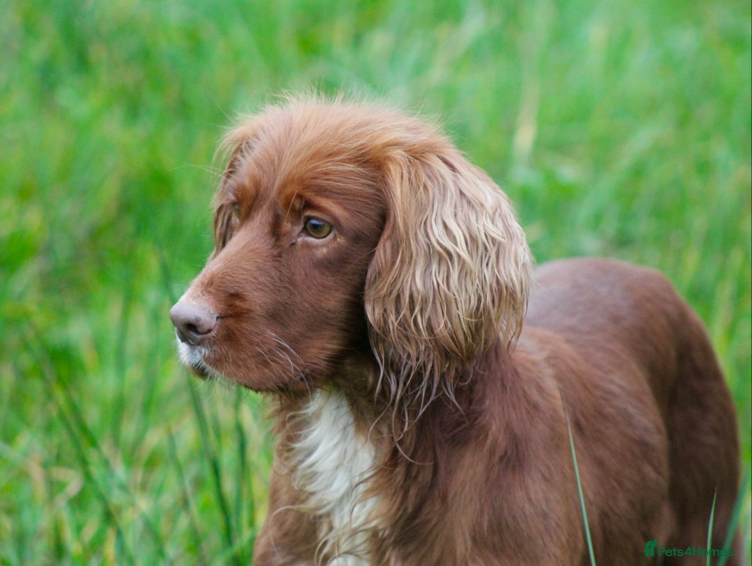 Labrador Retriever dogs for sale: 3 VERY DARK RED W/COCKER SPANIEL BOYS AVAILABLE  - Image 13