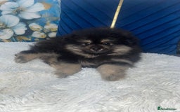 Pomeranian dogs for sale: High quality Pomeranian puppies  - Image 4