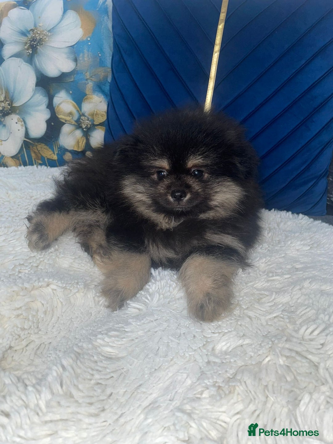 Pomeranian dogs for sale: High quality Pomeranian puppies  - Image 4