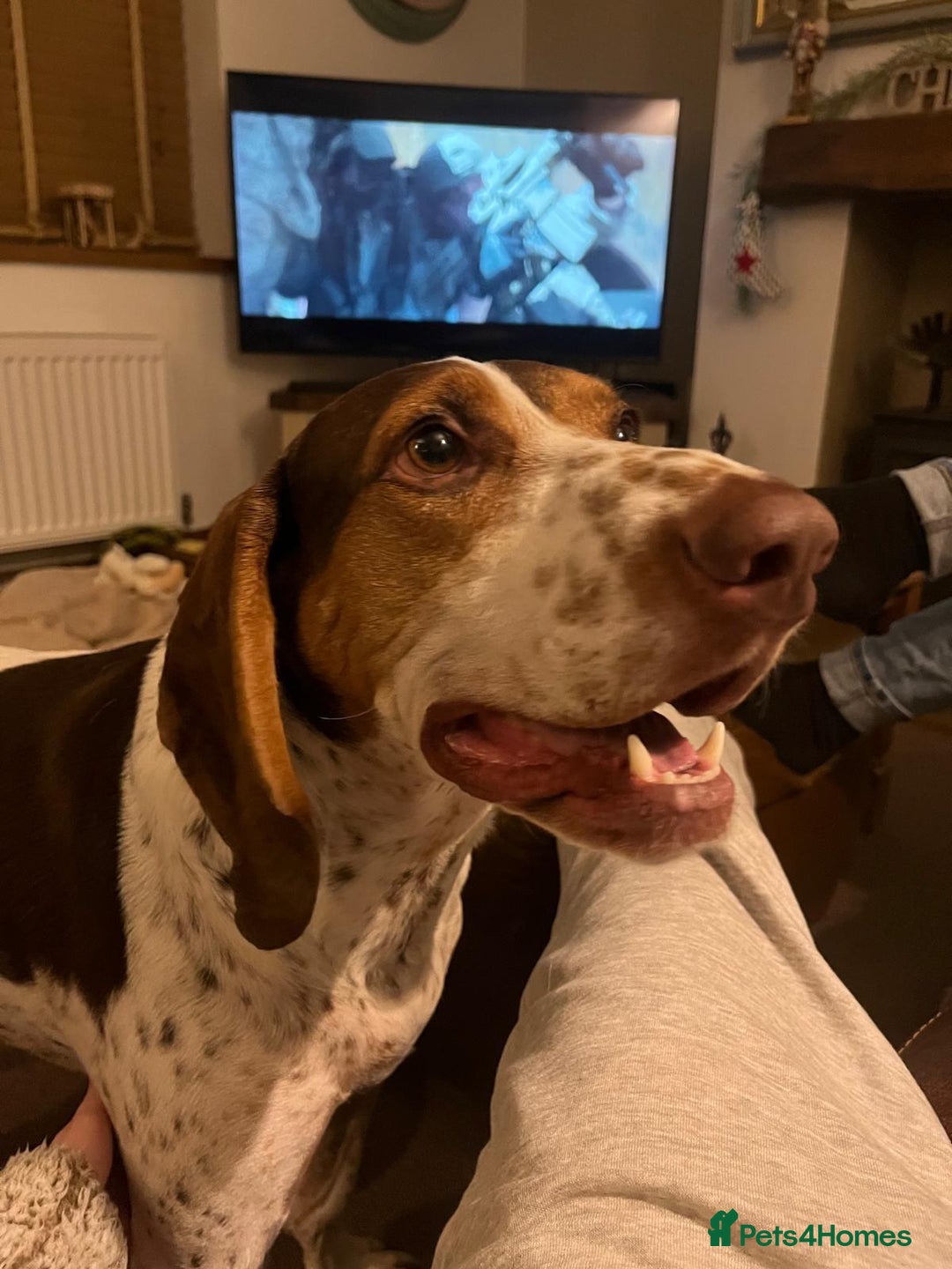 Mixed Breed dogs for adoption: 💔 BEN NEEDS A TRUE FOREVER HOME  💔  - Advert 8