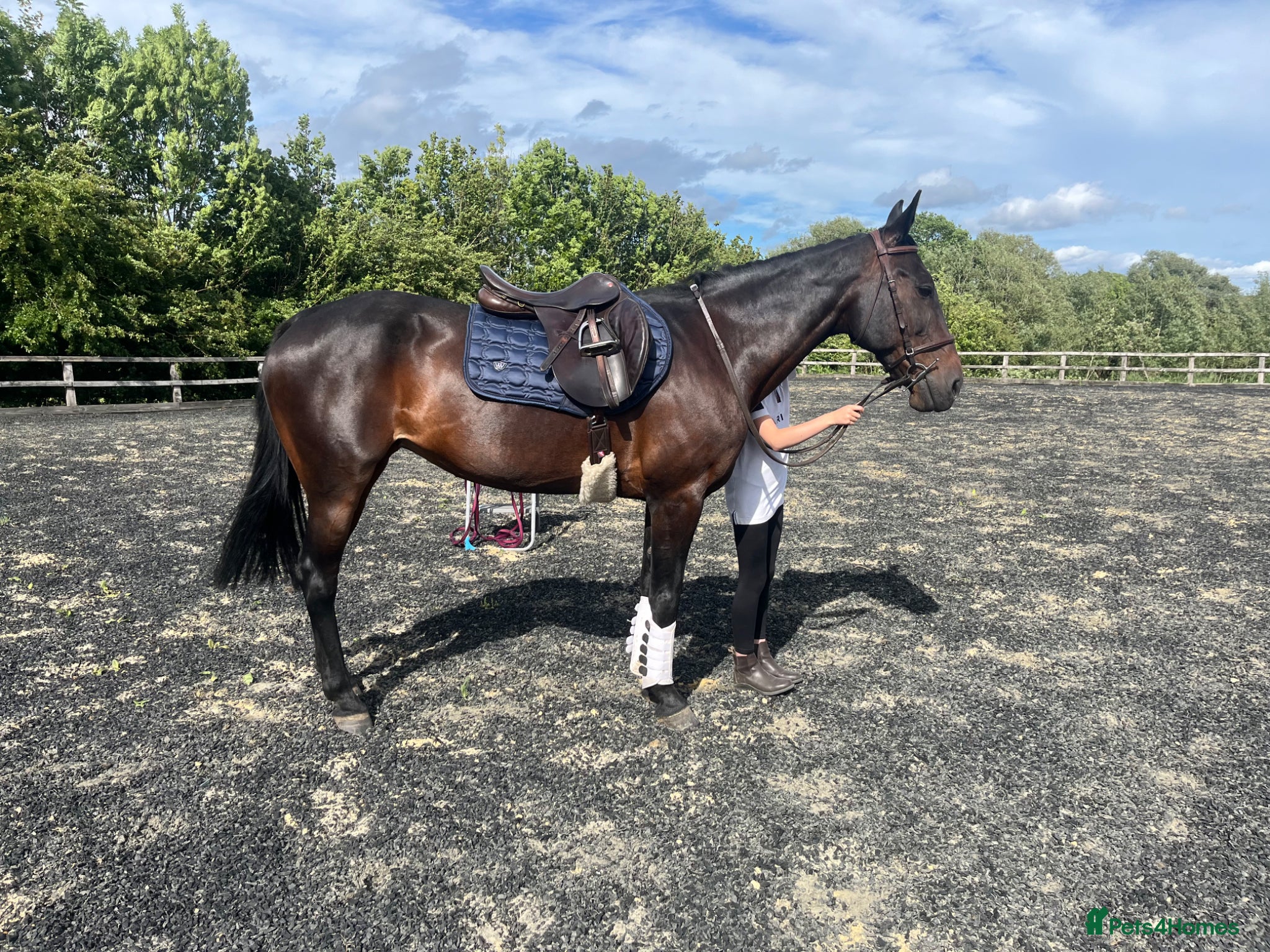 Other Breed horses 15’2 Bay Mare - Hacking dream.  - Advert 1