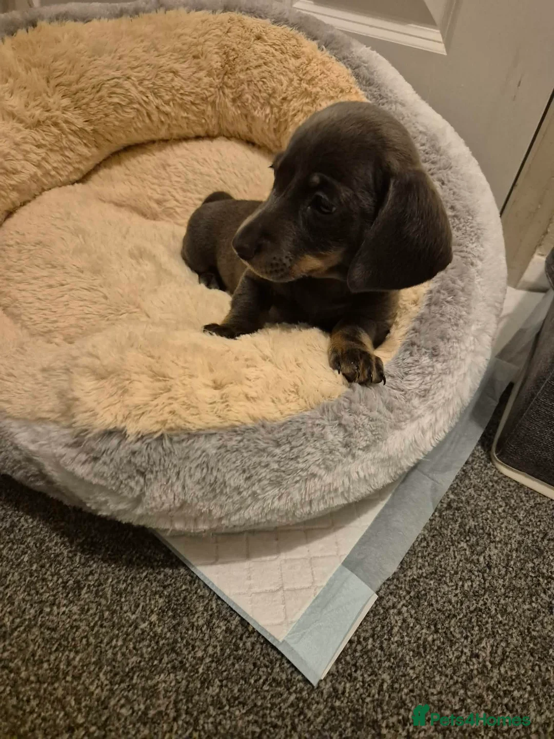 Miniature Dachshund dogs for sale: KC Dachshund puppies  - Advert 9