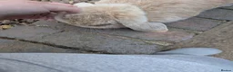 French Lop rabbits for sale: French mini lop  - Advert 9