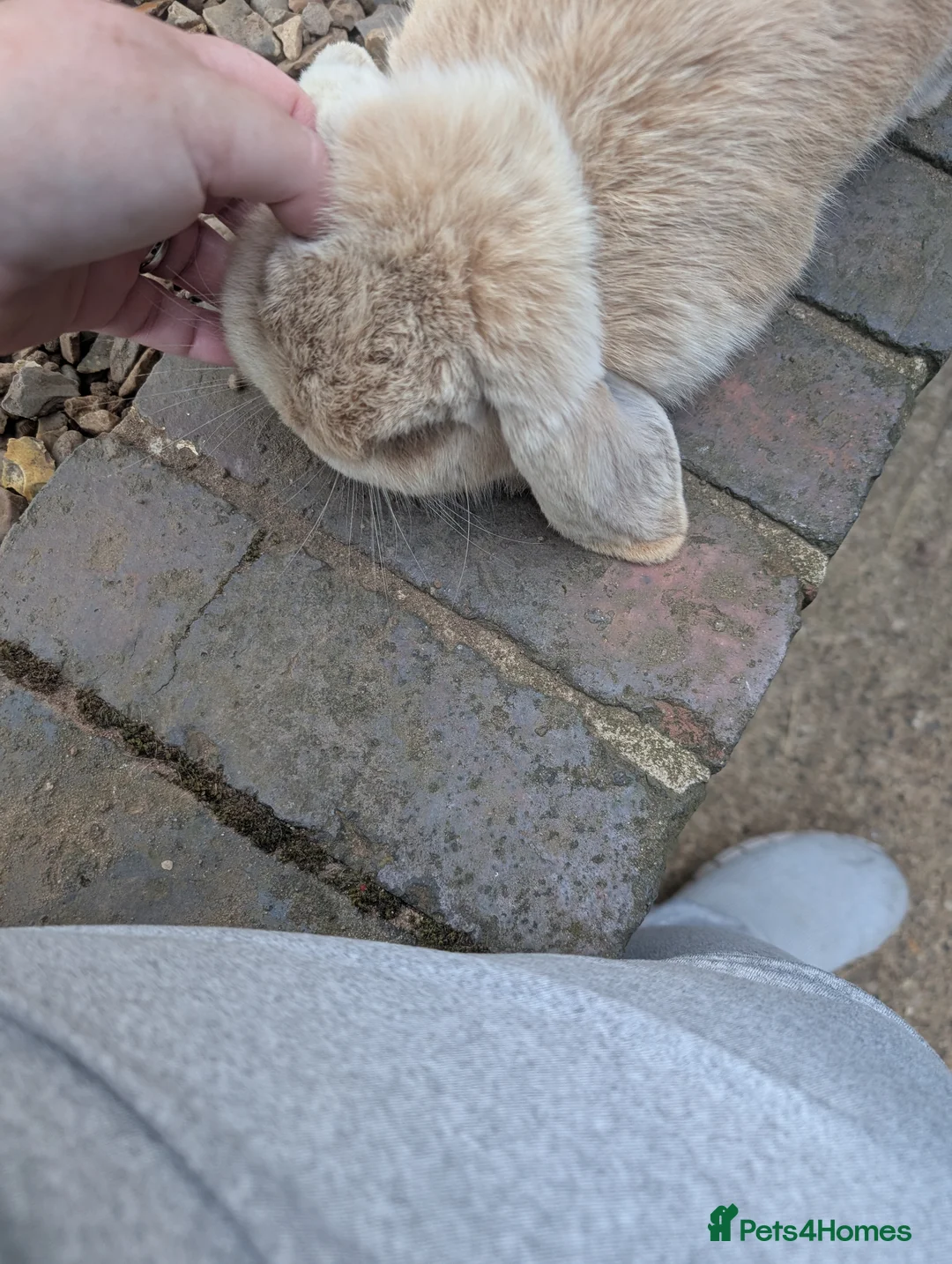 French Lop rabbits for sale: French mini lop  - Advert 9