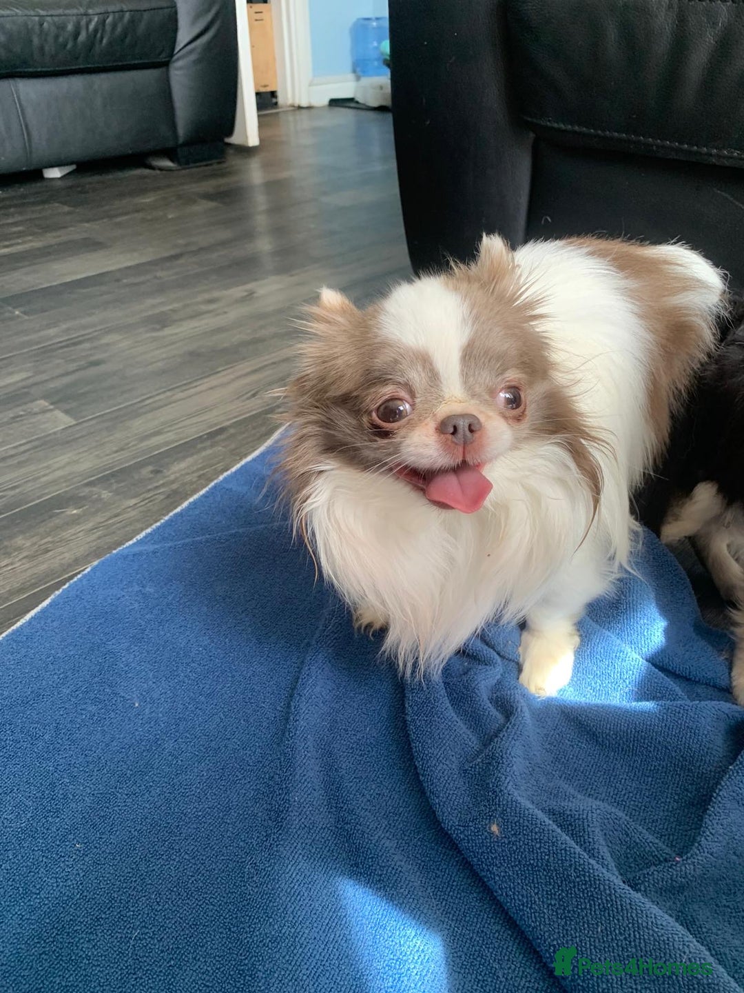Chihuahua dogs for sale: Adorable semi long coat chihuahua puppies - Image 17
