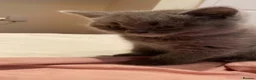 British Shorthair cats for sale: British Shorthair Blue Boys - Advert 11