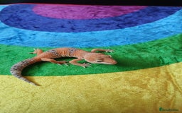 Leopard Gecko reptiles for sale: Baby's leopard geckos  in Rochester - Image 12