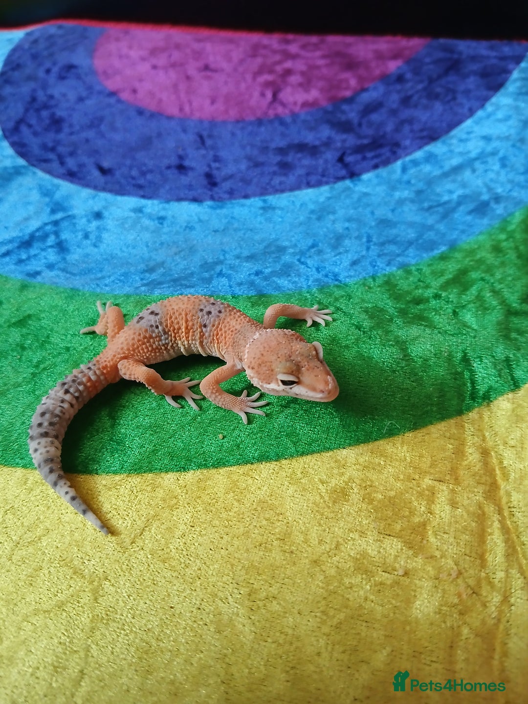 Leopard Gecko reptiles for sale: Baby's leopard geckos  in Rochester - Image 12