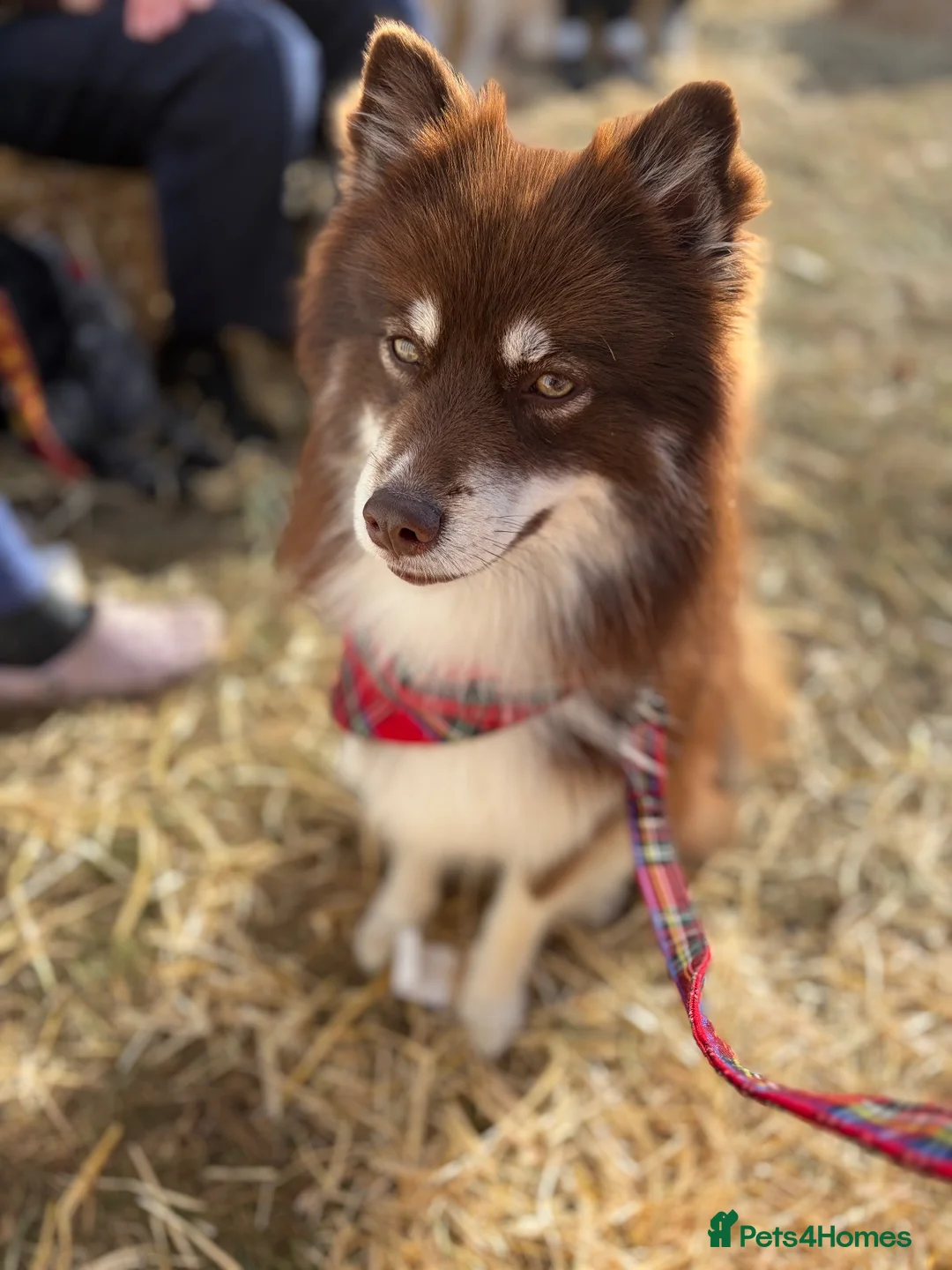 Pomsky dogs for stud: ⭐️ Fully BVA and Embark health tested F3 Pomsky ⭐️ in Kidlington - Advert 2