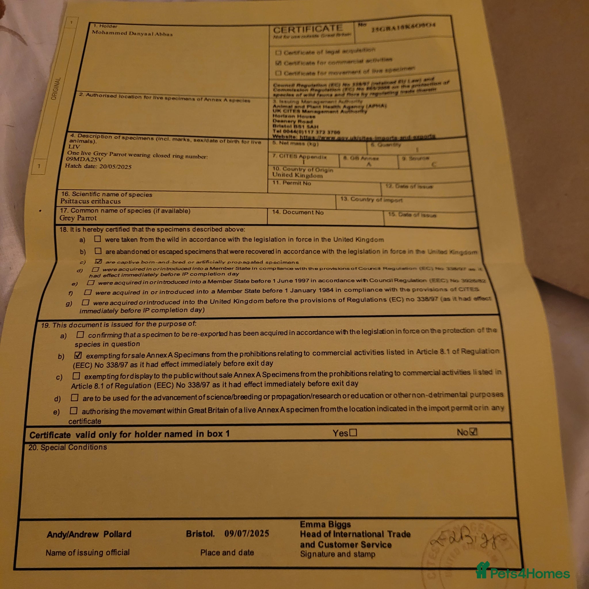 Parrots birds Hand reared 11 month old female african grey - Advert 2