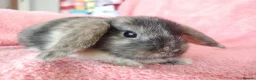 Mini Lop rabbits for sale: Baby mini lops for sale  - Advert 3