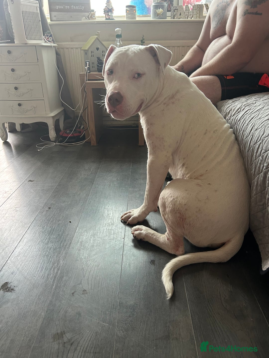 American Bull Staffy dogs for sale: American bull staffy & American bulldog hybrid  - Image 5