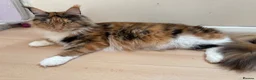 Maine Coon cats for sale: Maine Coon Kittens 2 males  - Advert 14