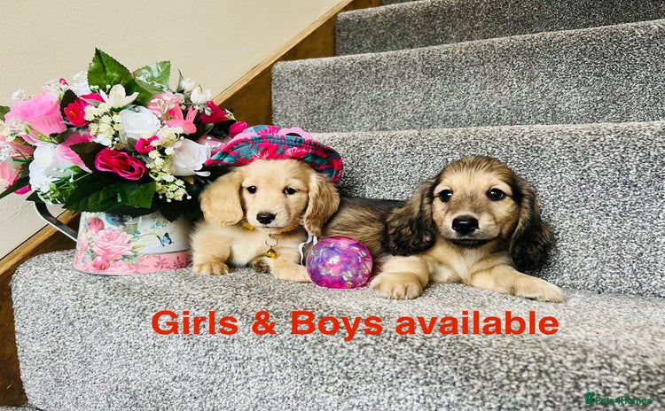 Miniature Dachshund dogs - Advert 3