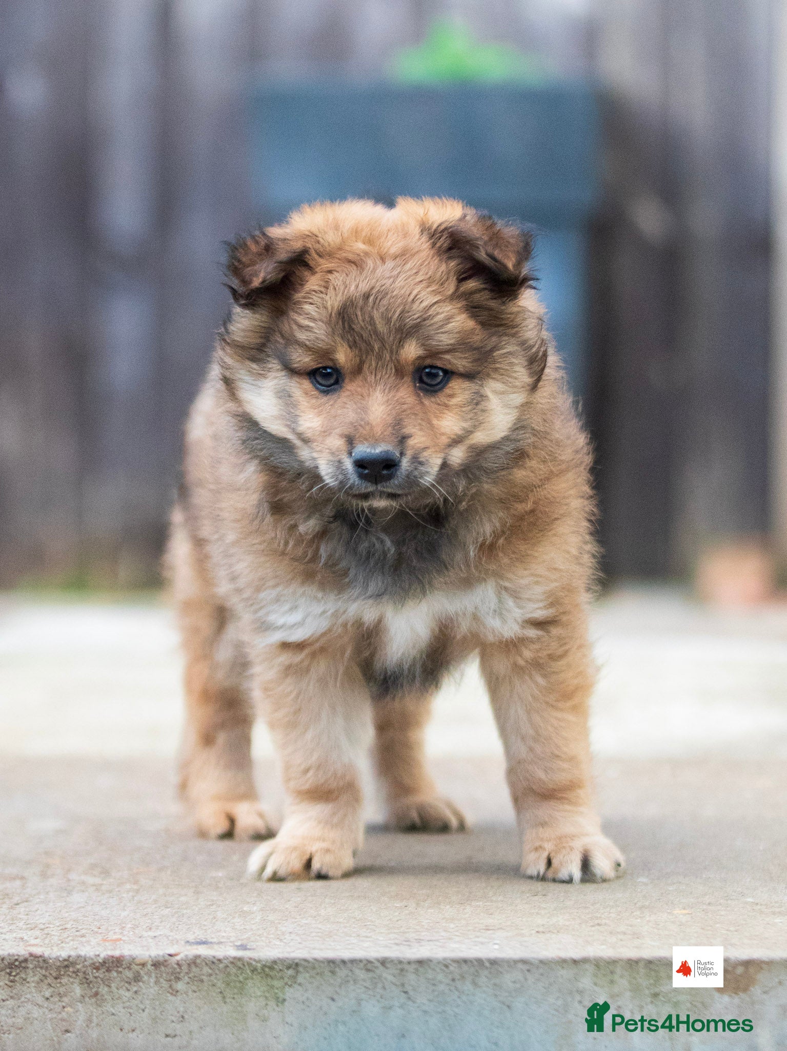 Mixed Breed dogs Italian Volpino puppies 🦊  - Advert 2