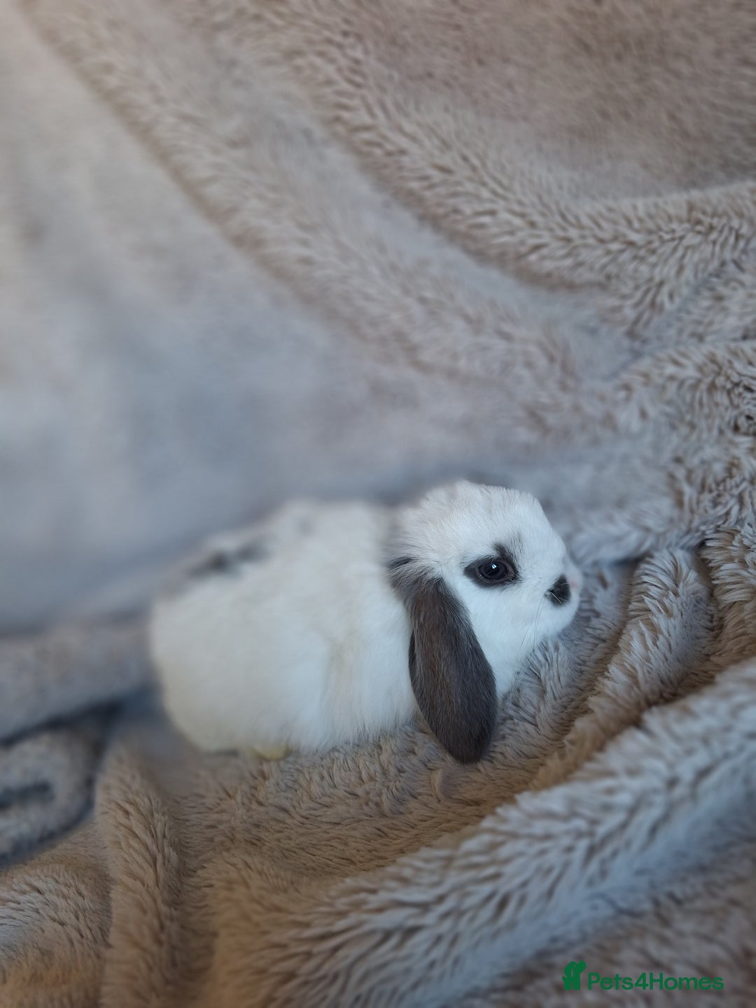 Mini Lop rabbits for sale: Beautiful pure breed mini lops  - Image 6